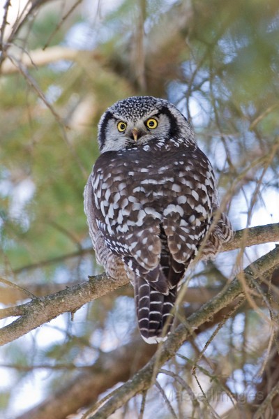 IMG_6831c.jpg - Northern Hawk-Owl (Surnia ulula)